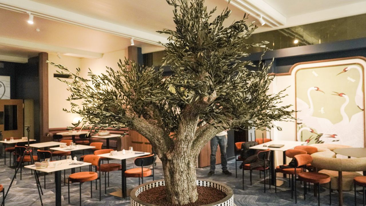 Installation d’un Olivier Naturel Stabilisé à Aix-les-Bains – Hôtel des Eaux