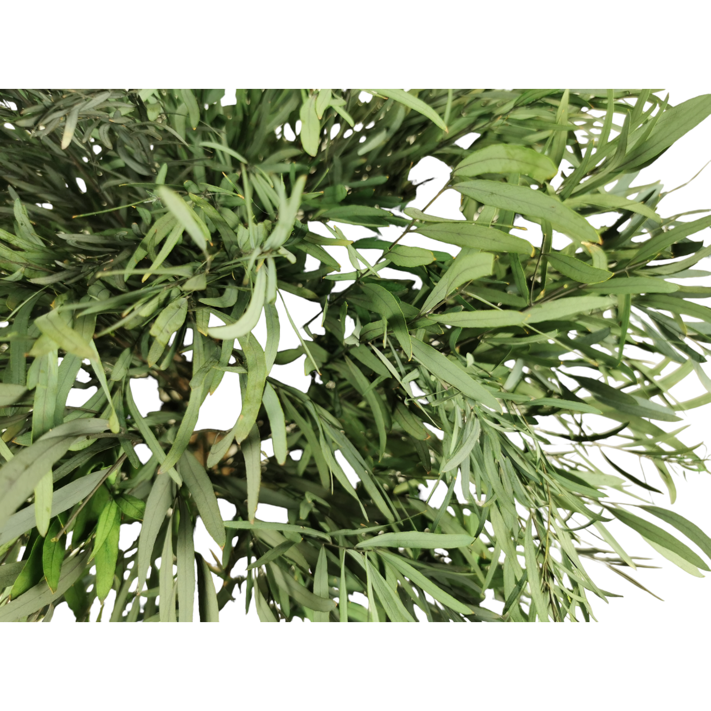 Eucalyptus stabilisé