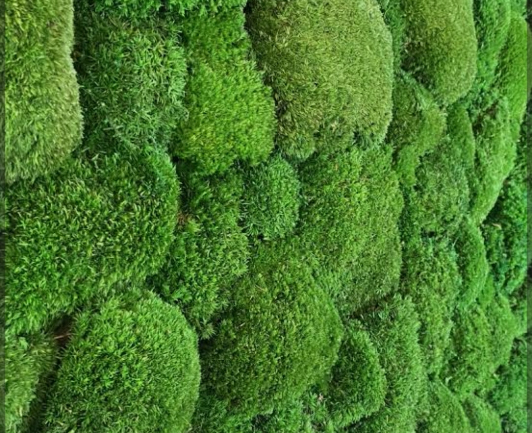 Mousses et lichens stabilisés