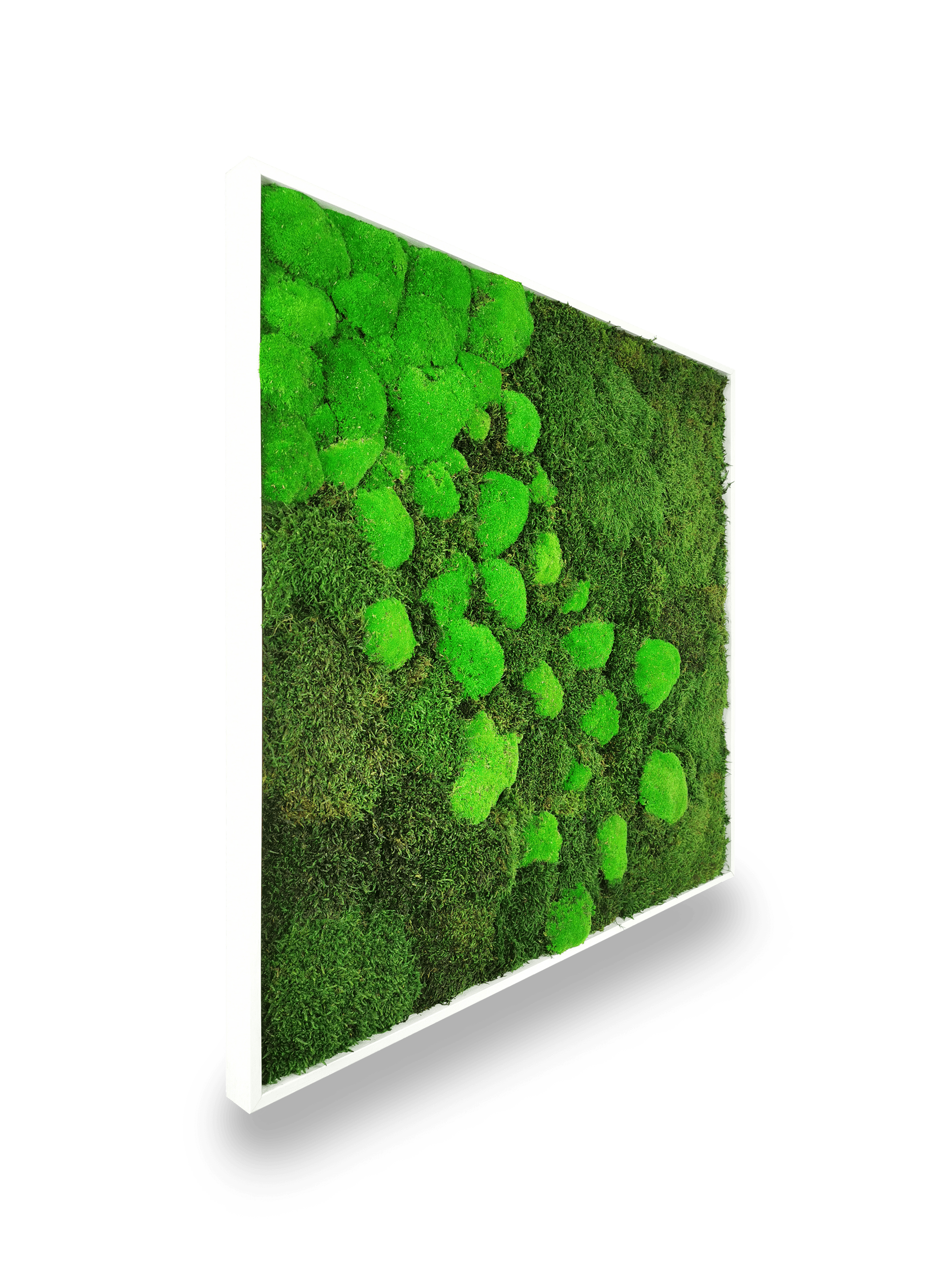 Tableau végétal stabilisé Moss