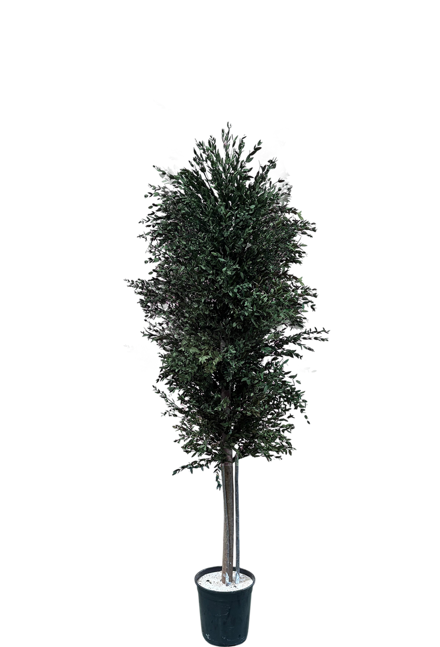 Arbre naturel stabilisé Eucalyptus Parvifolia fin