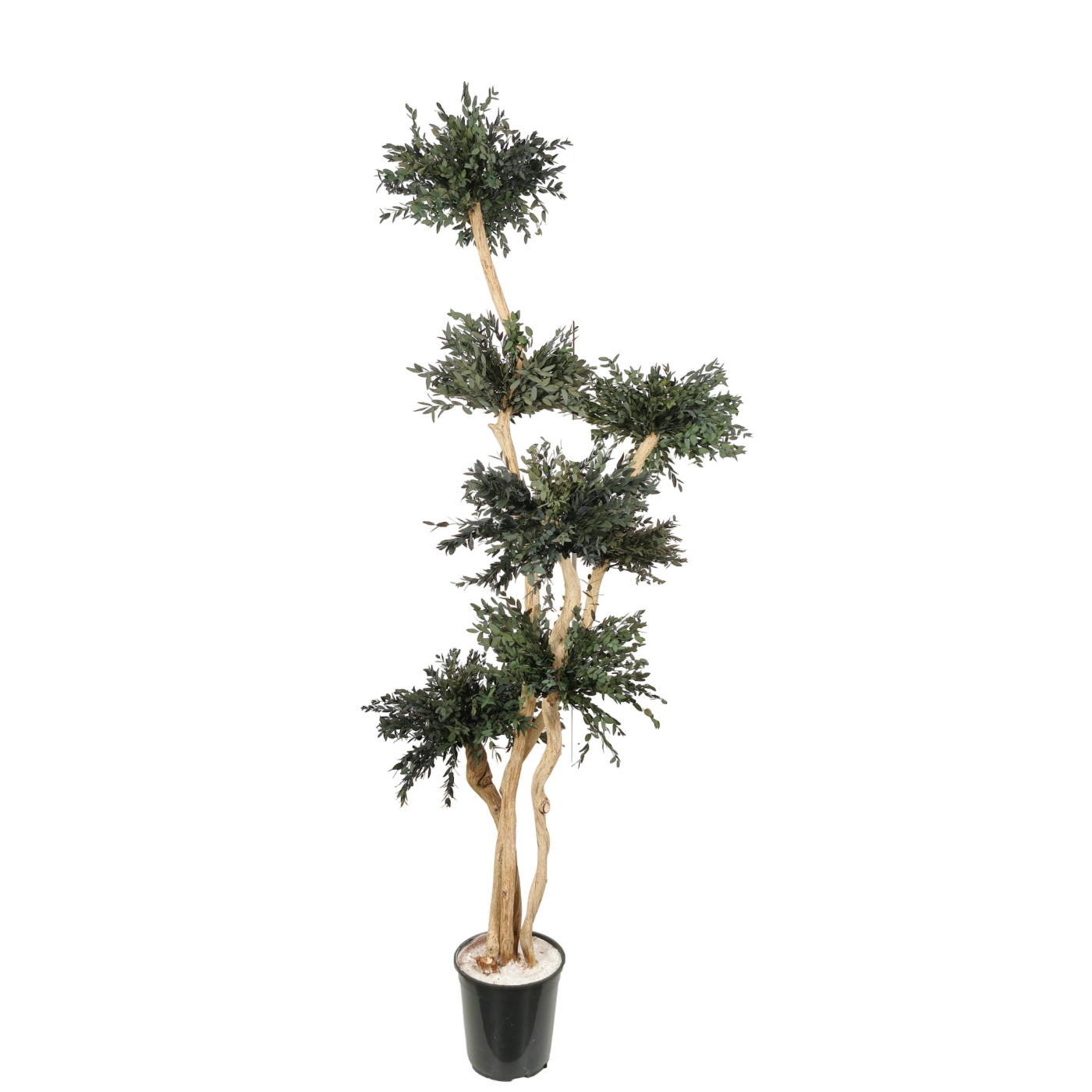 Arbre naturel stabilisé Eucalyptus Parvifolia nuage