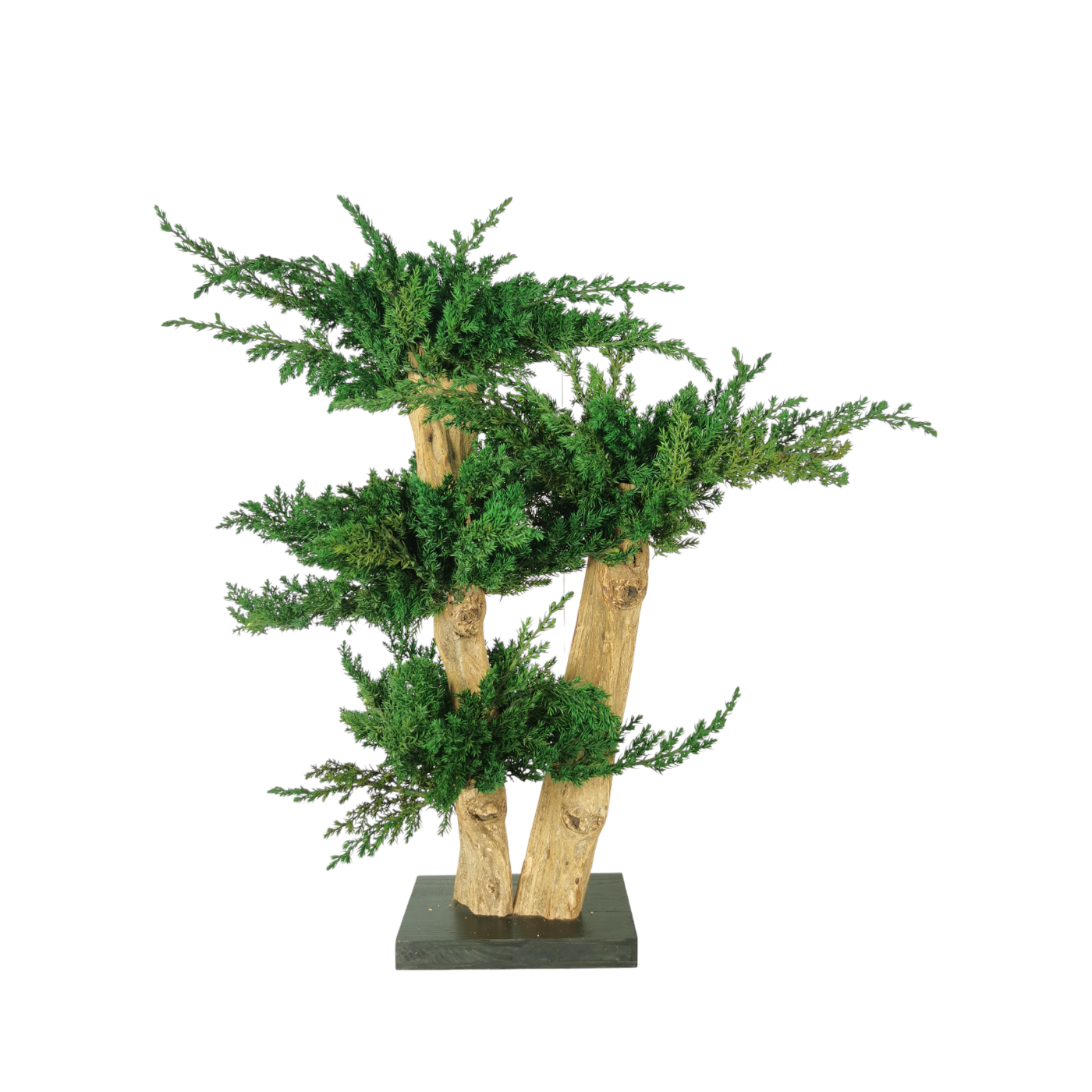 Bonsaï naturel stabilisé juniperus