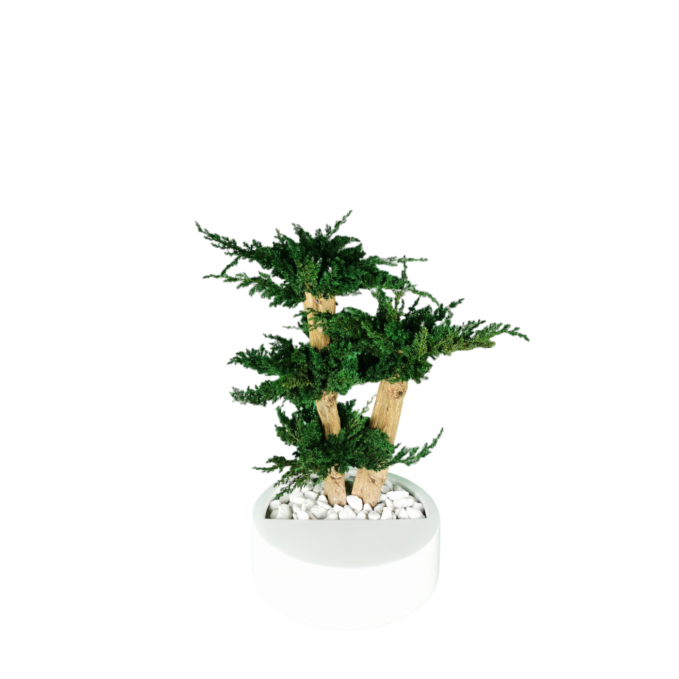 Bonsaï naturel stabilisé juniperus