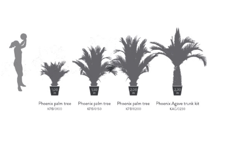 Palmier naturel stabilisé Phoenix agave