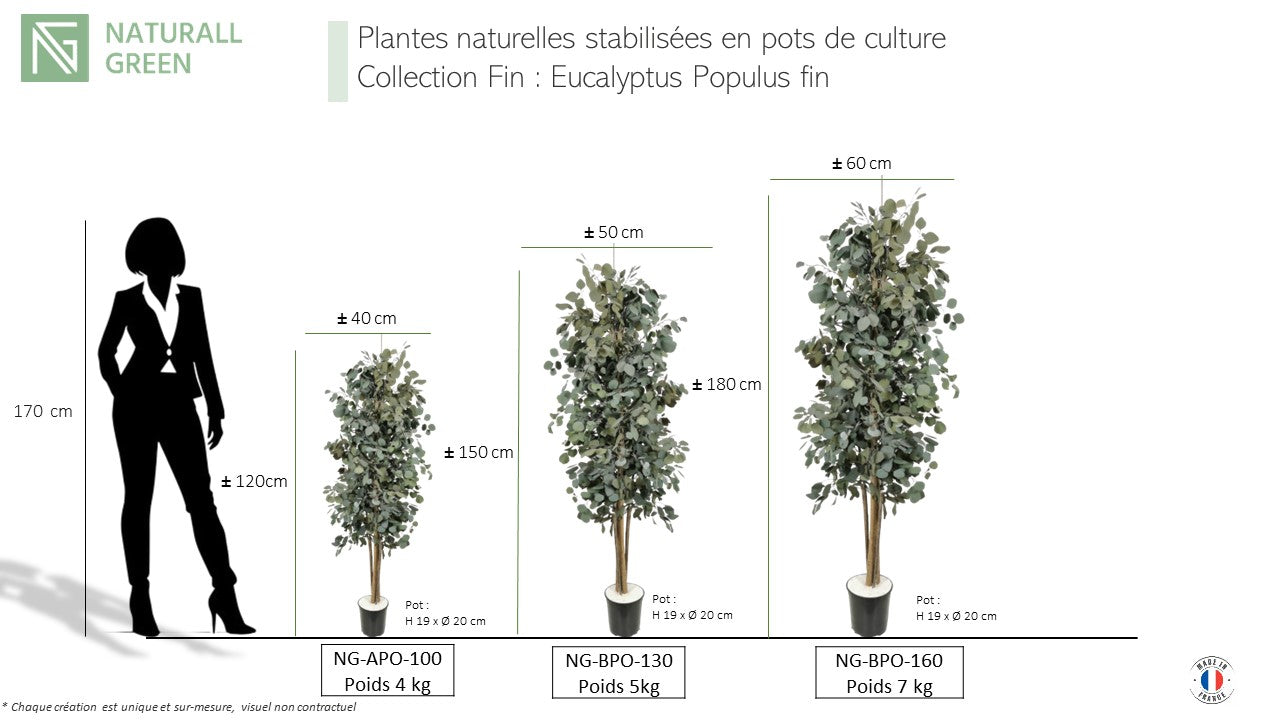 Arbre naturel stabilisé Eucalyptus Populus fin