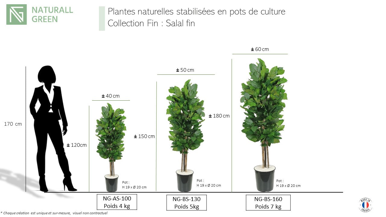 Arbre naturel stabilisé salal fin