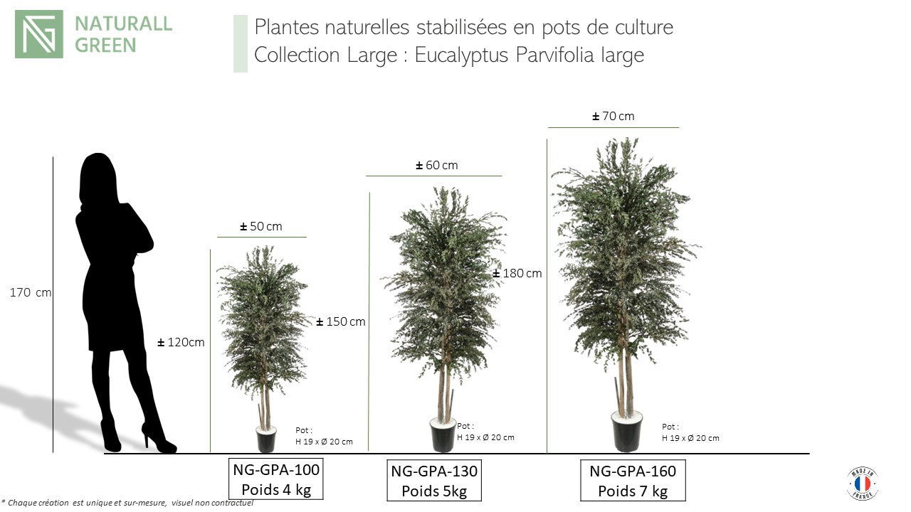 Arbre naturel stabilisé Eucalyptus Parvifolia large