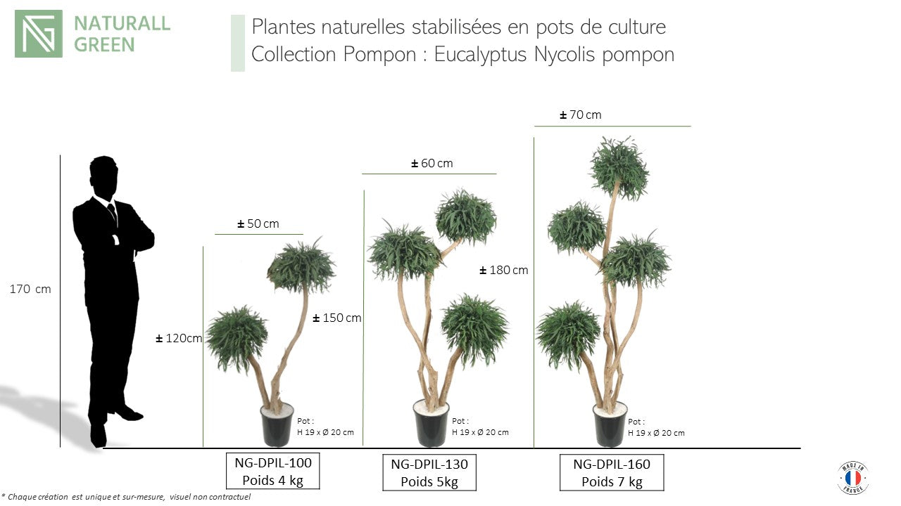 Arbre naturel stabilisé Eucalyptus Nicoly pompon