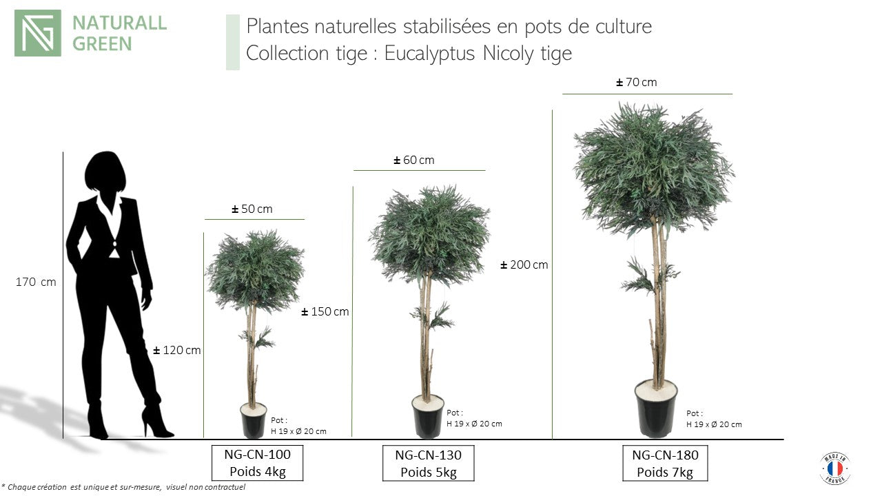 Arbre naturel stabilisé Eucalyptus Nicoly tige