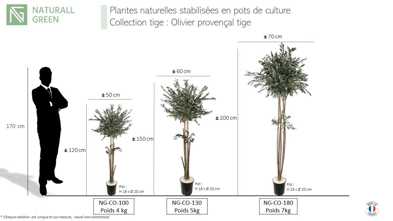 Natürlich stabilisierter Olivenbaum mit Stamm