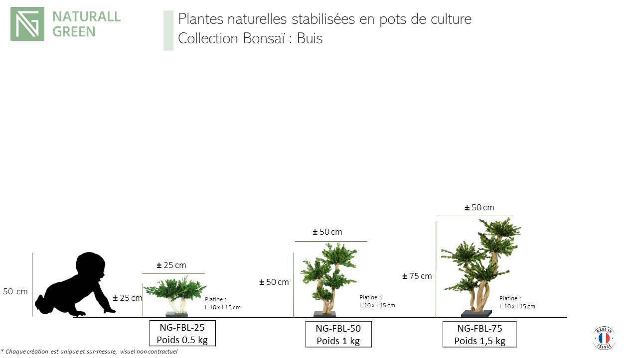 Natürlich stabilisierter Bonsai Buchsbaum