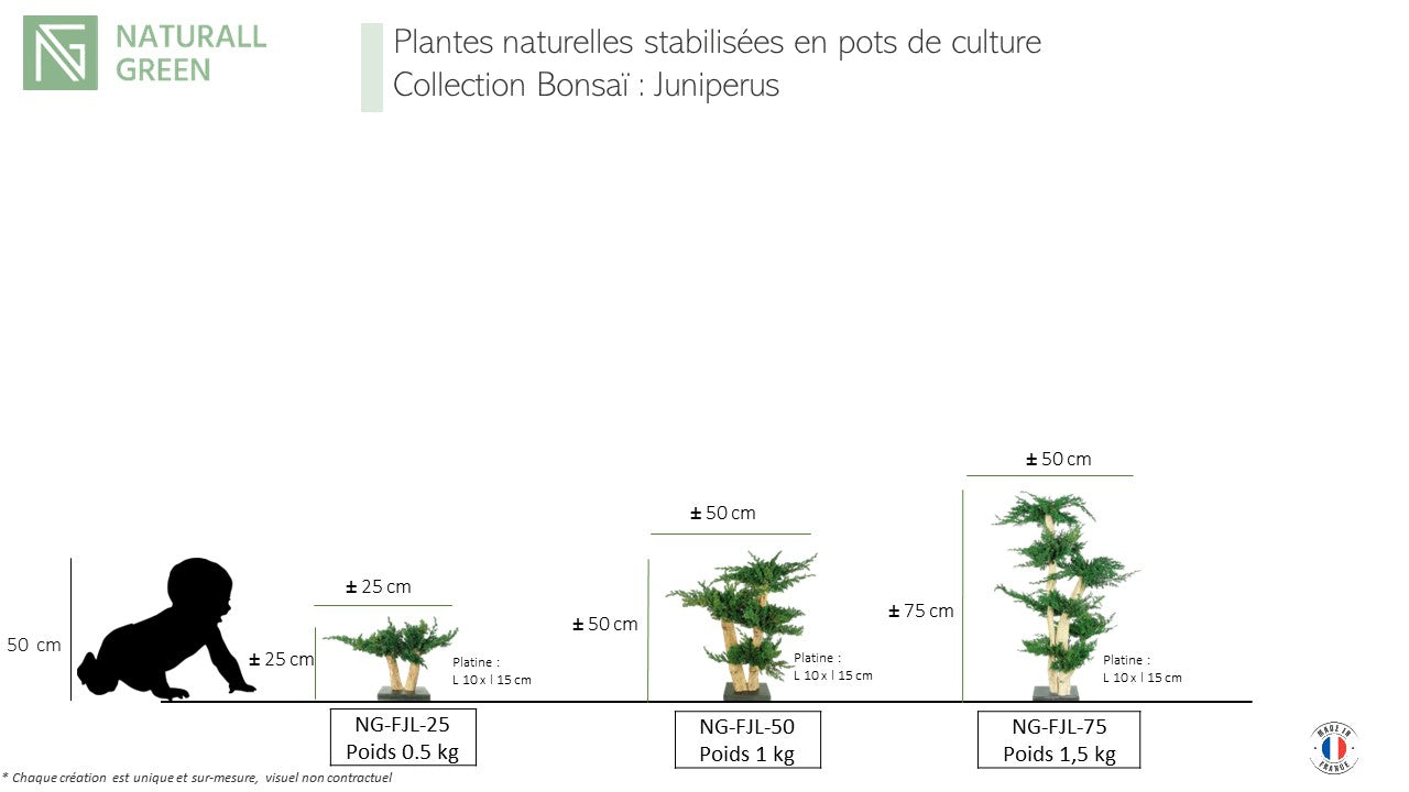 Bonsaï naturel stabilisé juniperus