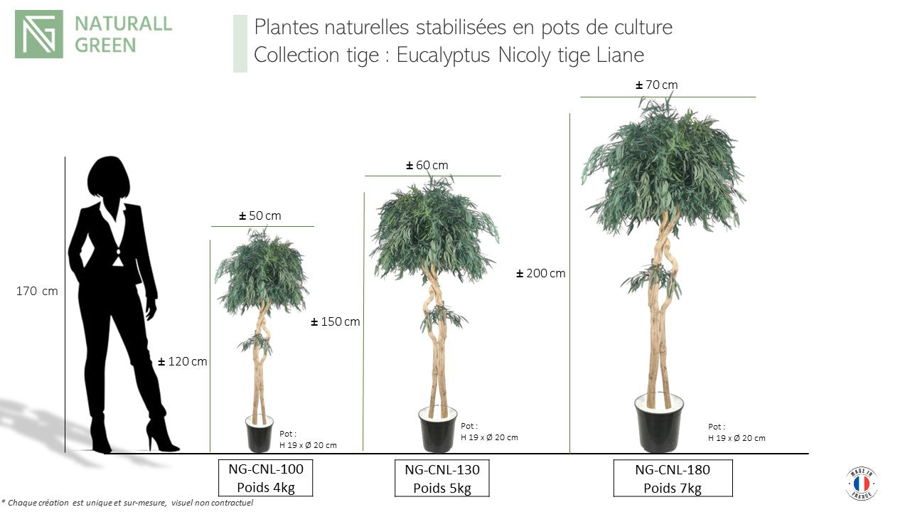 Arbre naturel stabilisé Eucalyptus Nicoly tige Liane