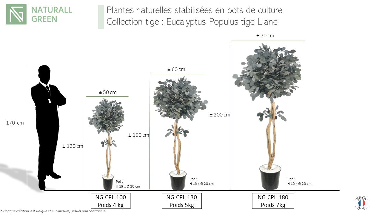 Arbre naturel stabilisé Eucalyptus Populus tige liane