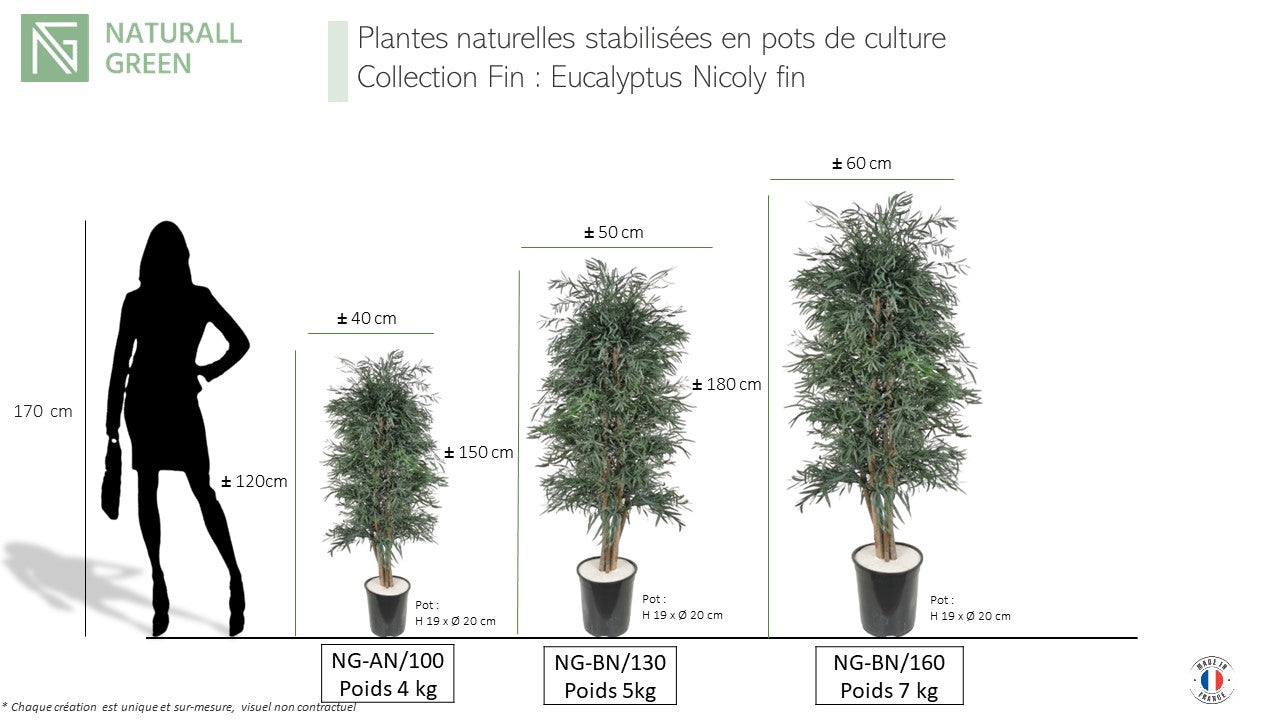 Arbre naturel stabilisé Eucalyptus Nicoly fin