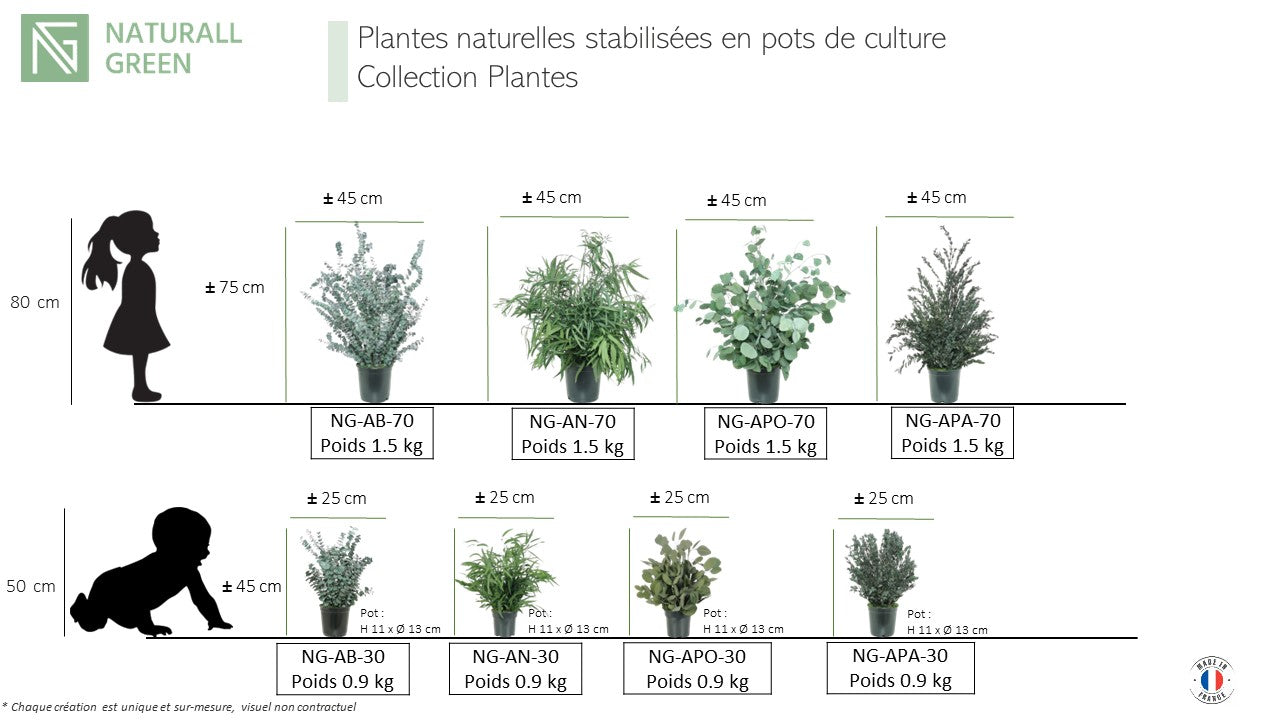 Plante naturelle stabilisée Eucalyptus Baby blue 70 cm