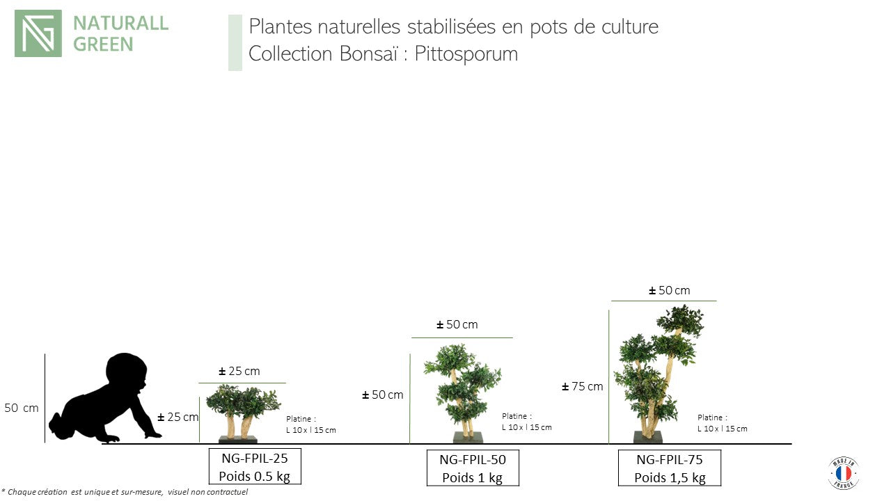 Bonsaï naturel stabilisé pittosporum