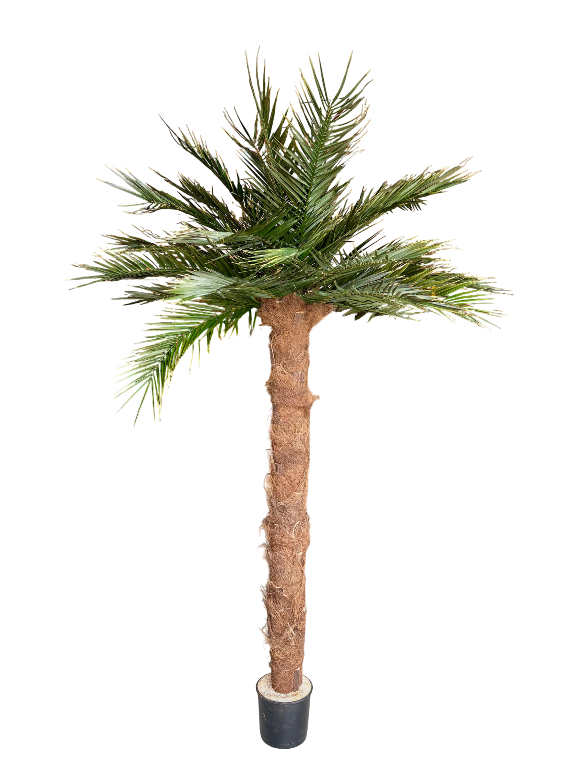 Palmier naturel stabilisé Phoenix TRONC
