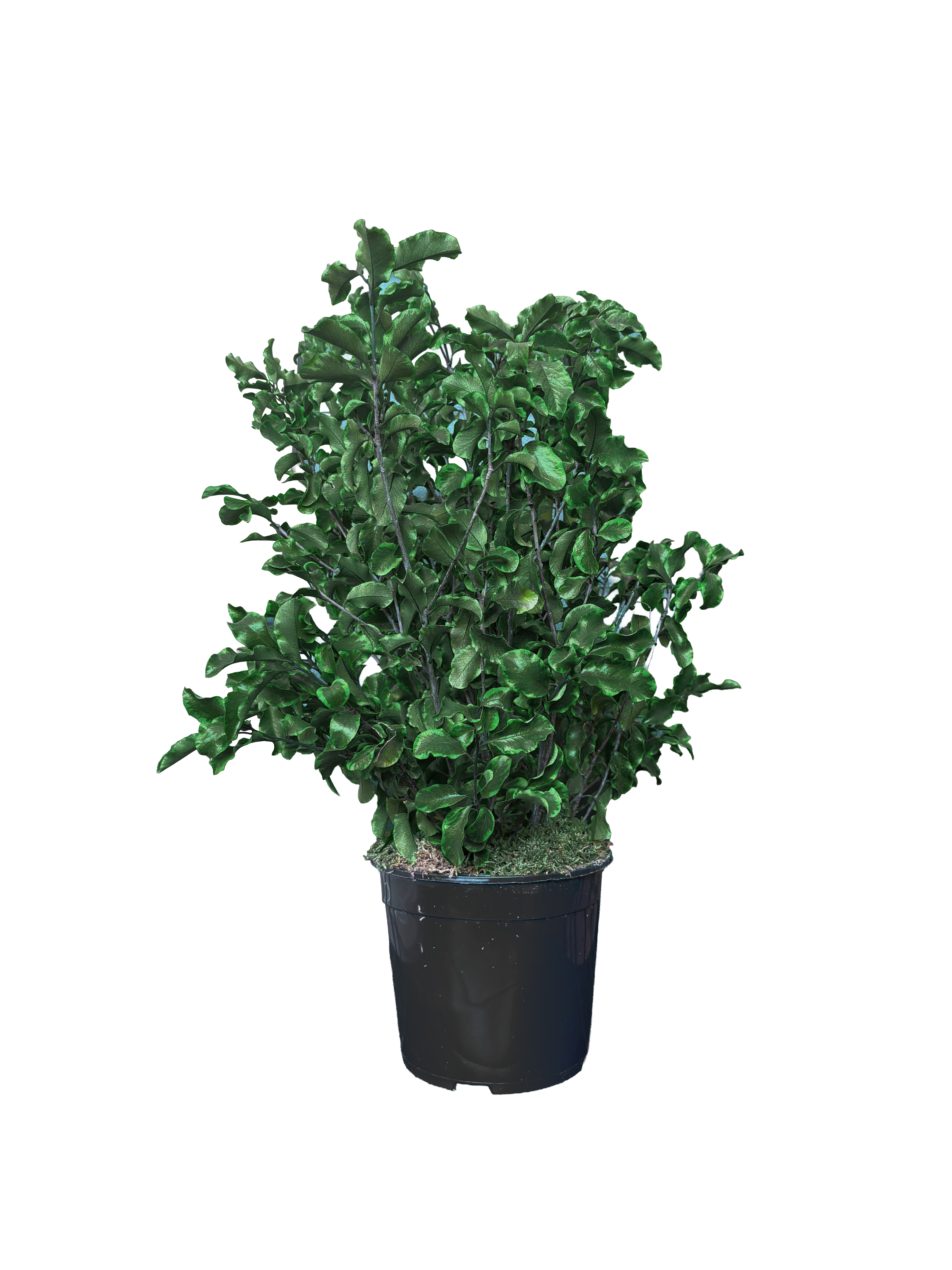 Plante naturelle stabilisée Pittos | Sans entretien | Naturall Green"