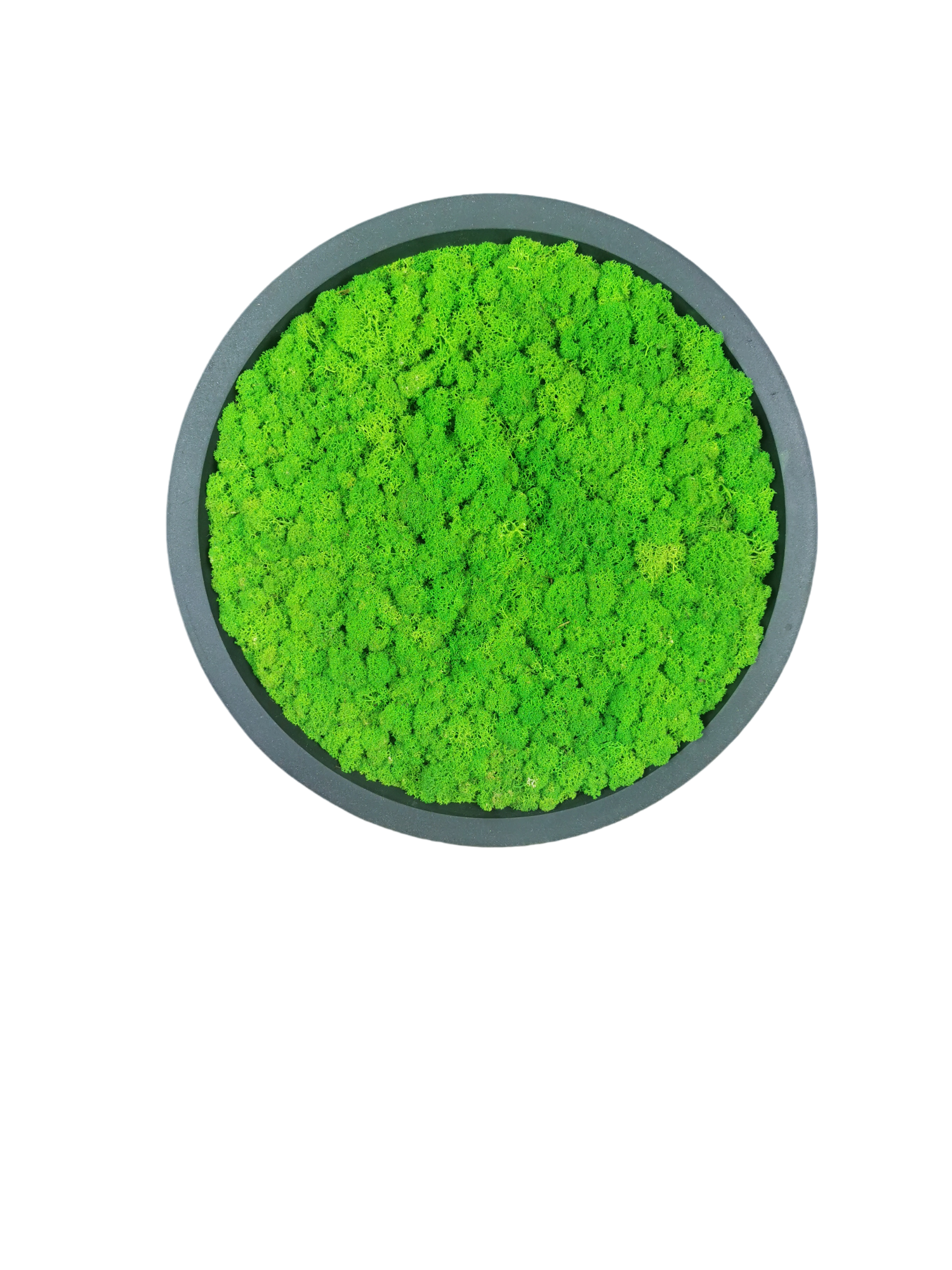 Tableau végétal naturel stabilisé rond lichen 50