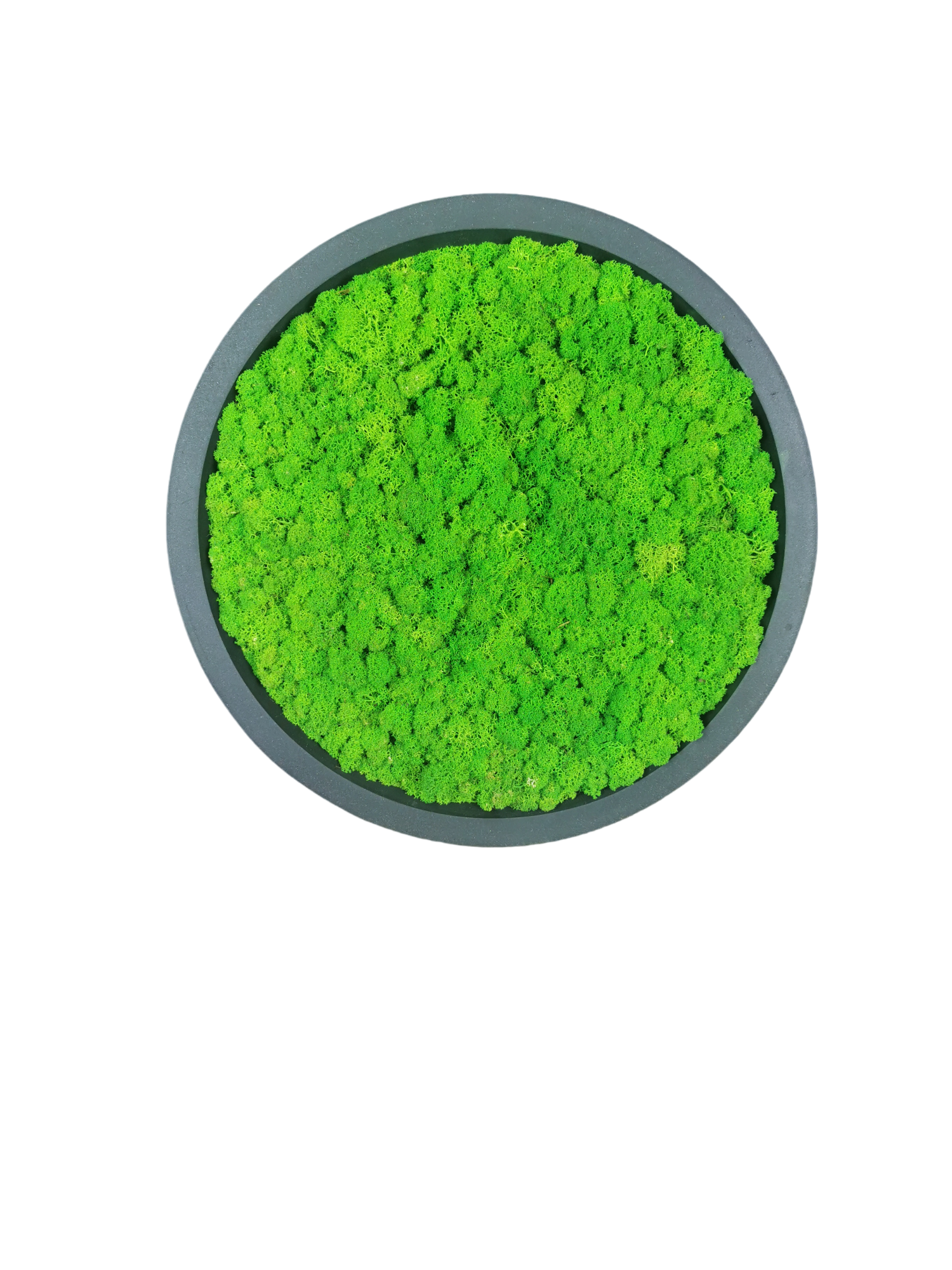 Tableau végétal naturel stabilisé rond lichen 30