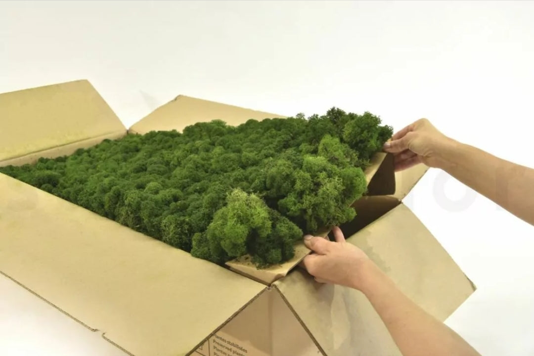 Lichens stabilisés ( 5kg ) 5 couleurs