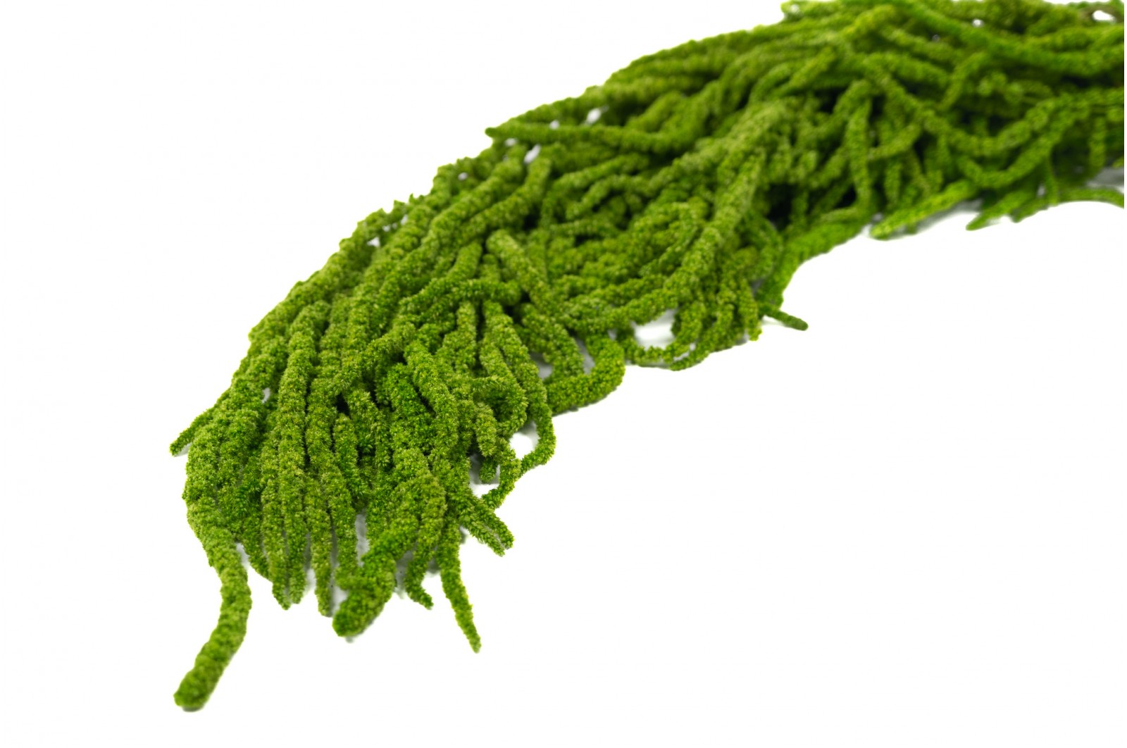 feuillage stabilisé eucalyptus décoration végétale naturelle
feuillage stabilisé fougère aménagement bureau biophilique
feuillage stabilisé barba texture végétale intérieure
feuillage stabilisé mixte tableau végétal sur mesure
feuillage stabilisé premium mur végétal entreprise luxe
amarante stabilise