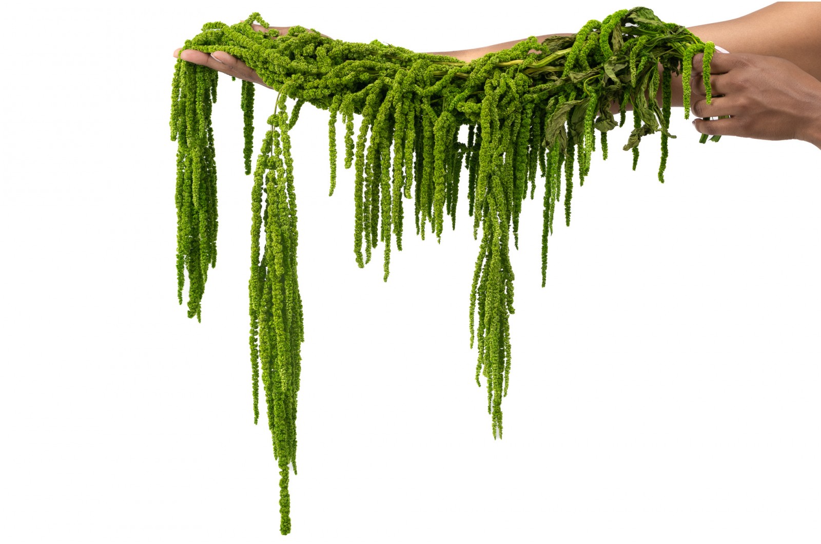 feuillage stabilisé eucalyptus décoration végétale naturelle
feuillage stabilisé fougère aménagement bureau biophilique
feuillage stabilisé barba texture végétale intérieure
feuillage stabilisé mixte tableau végétal sur mesure
feuillage stabilisé premium mur végétal entreprise luxe
amarante stabilise