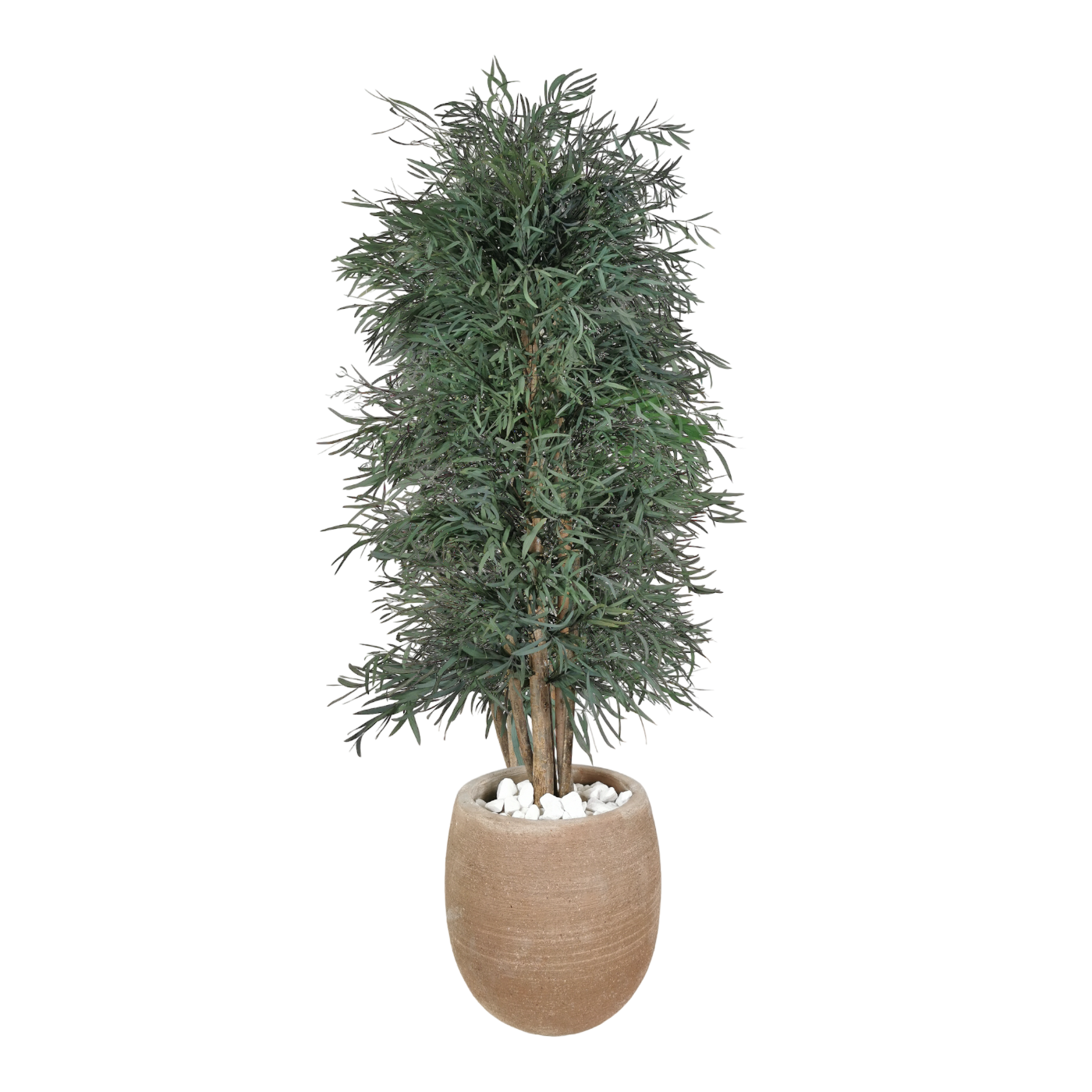 Arbre naturel stabilisé Eucalyptus Nicoly fin