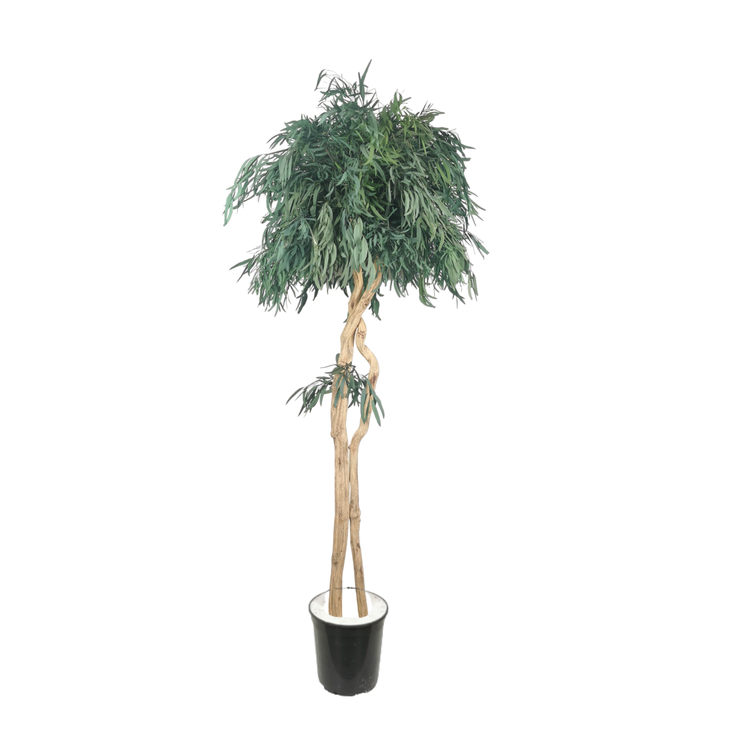 Arbre naturel stabilisé Eucalyptus Nicoly tige Liane