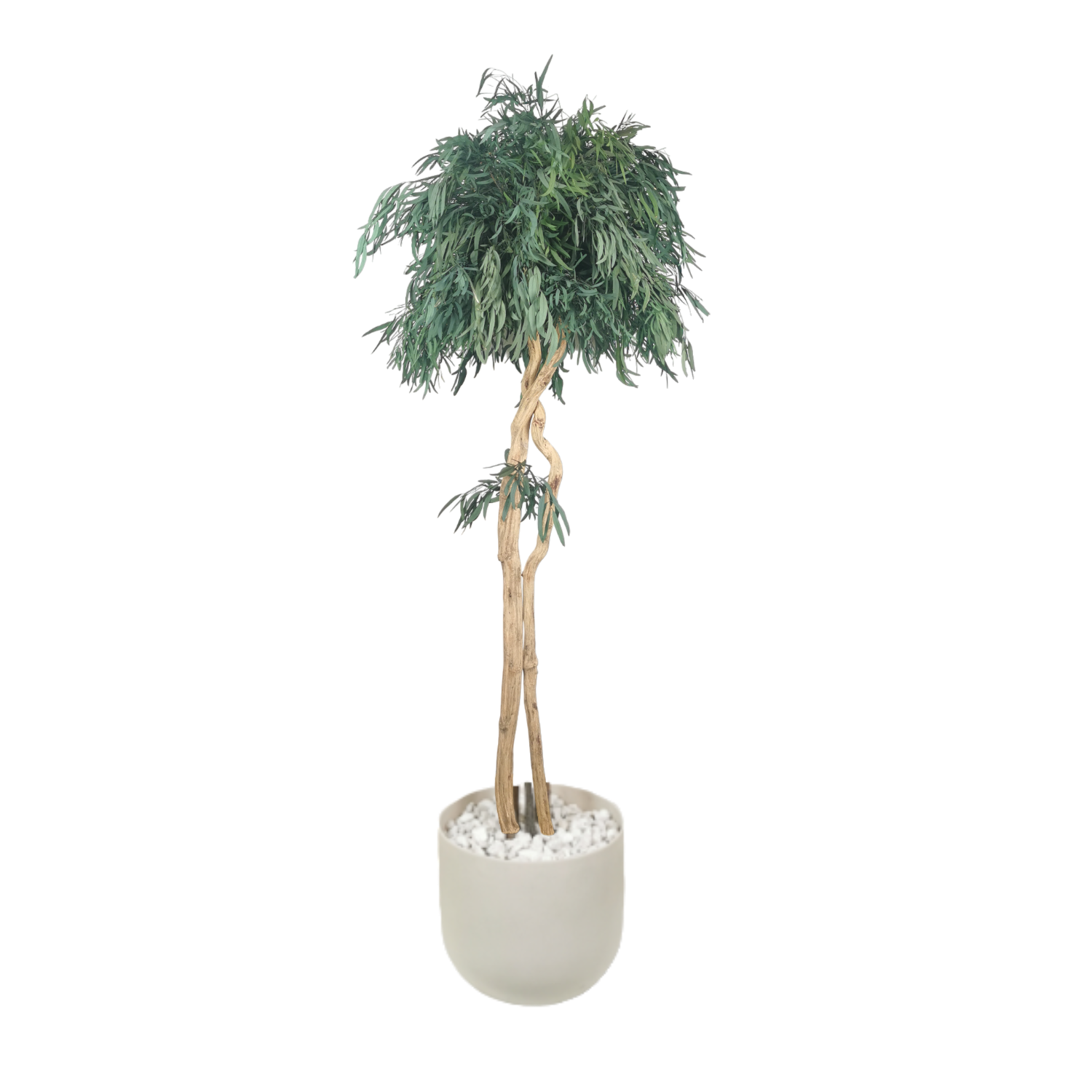 Arbre naturel stabilisé Eucalyptus Nicoly tige Liane