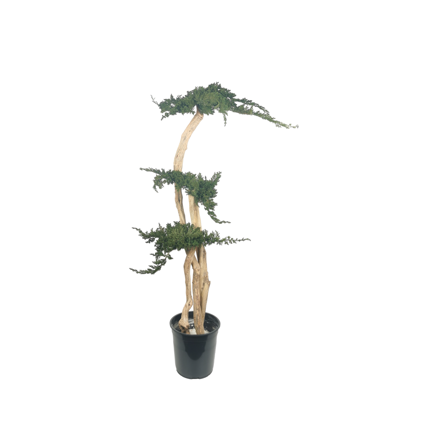Natürlich stabilisierter Baum Juniperus Wolke