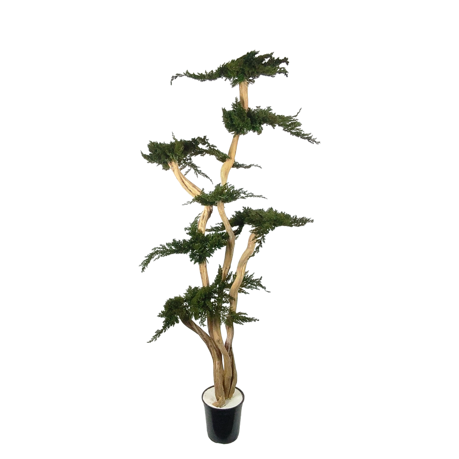 Natürlich stabilisierter Baum Juniperus Wolke