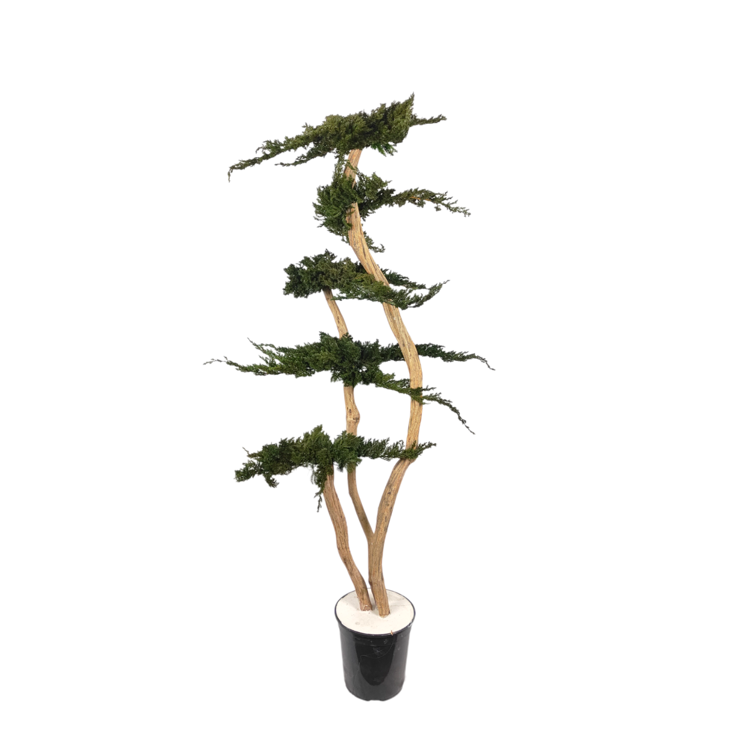 Natürlich stabilisierter Baum Juniperus Wolke