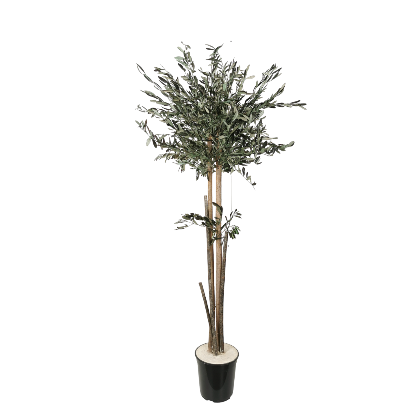 Natürlich stabilisierter Olivenbaum mit Stamm