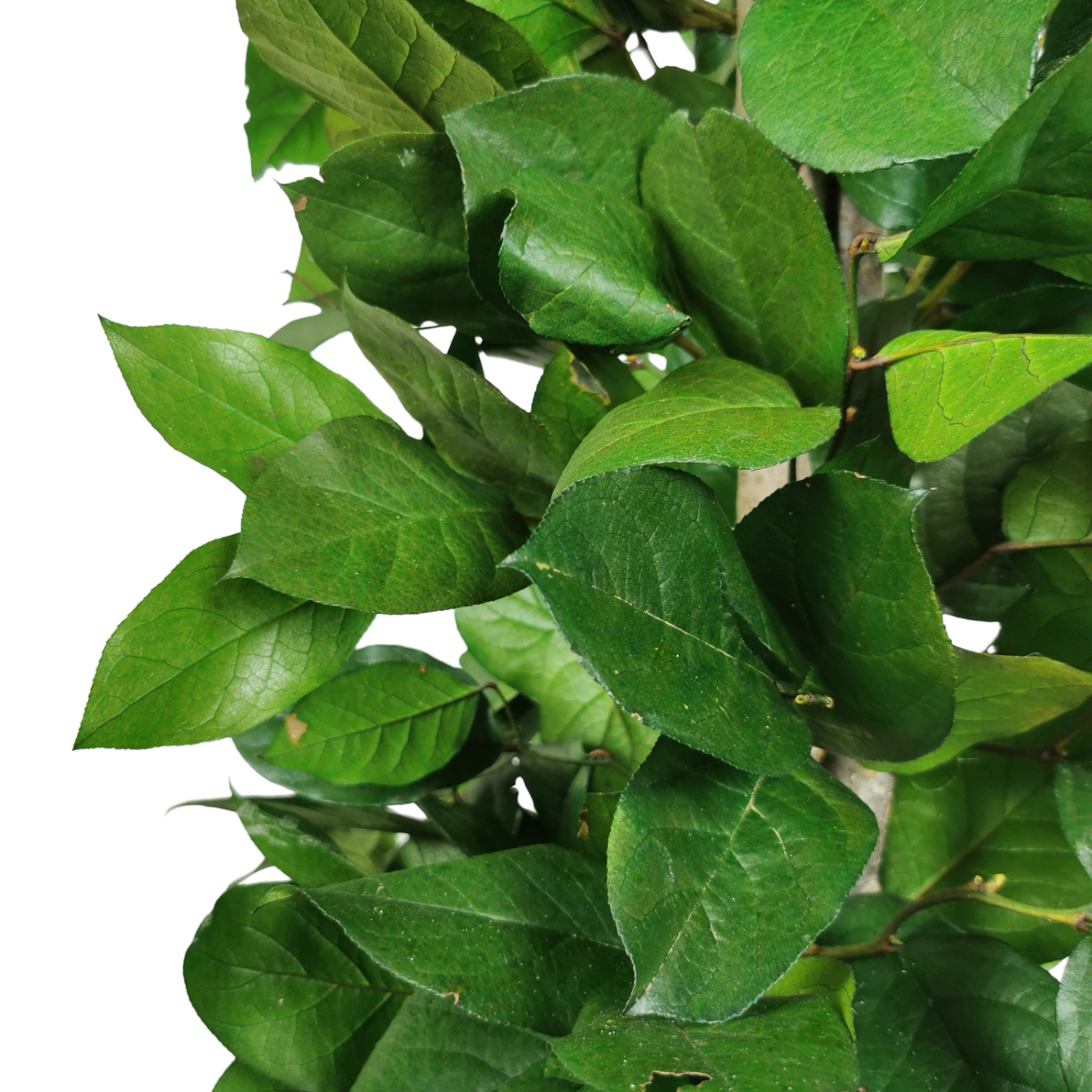 Arbre naturel stabilisé salal fin