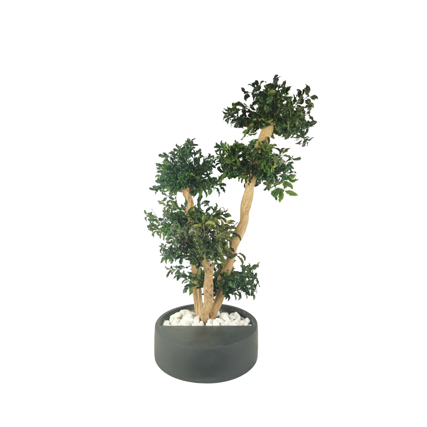 http://naturallgreen.fr/cdn/shop/files/bonsai-pittosporum-stabilise-75cm._2.png?v=1699368071&width=2048