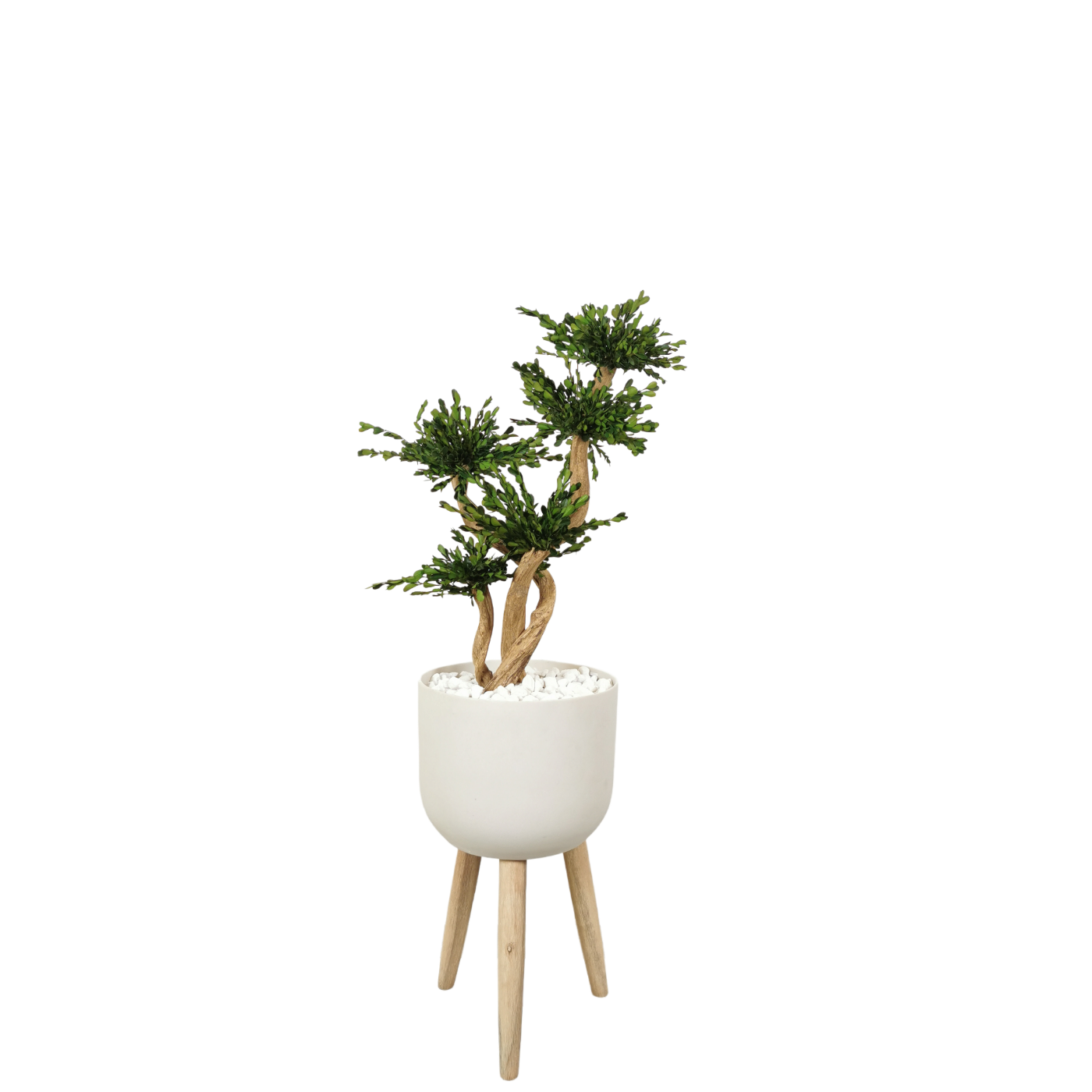 Natürlich stabilisierter Bonsai Buchsbaum