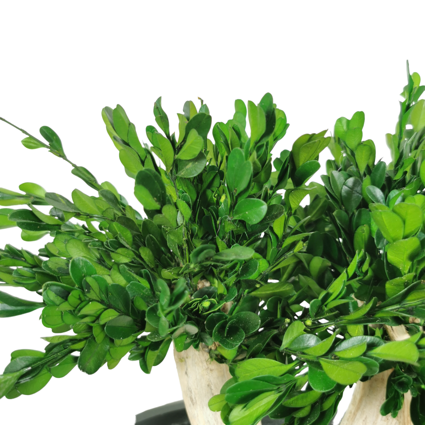 Natürlich stabilisierter Bonsai Buchsbaum