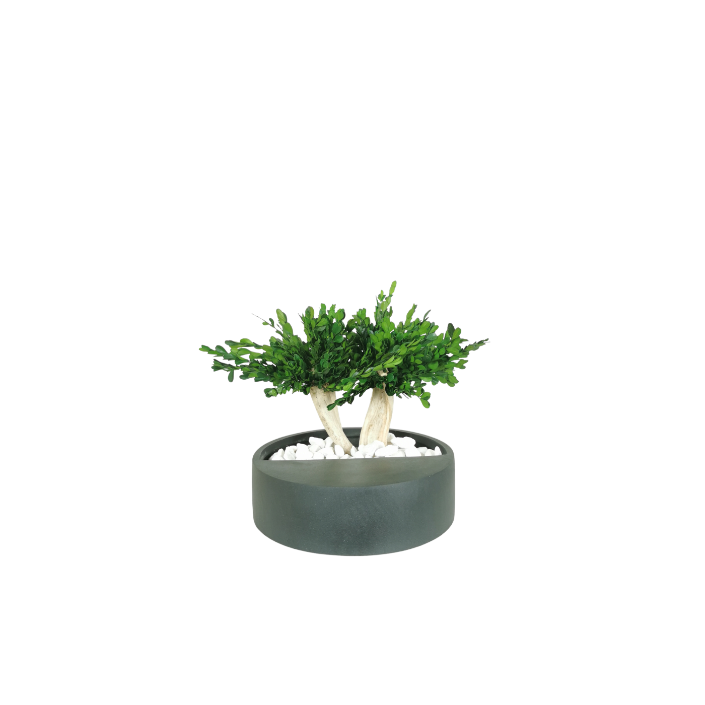 Natürlich stabilisierter Bonsai Buchsbaum