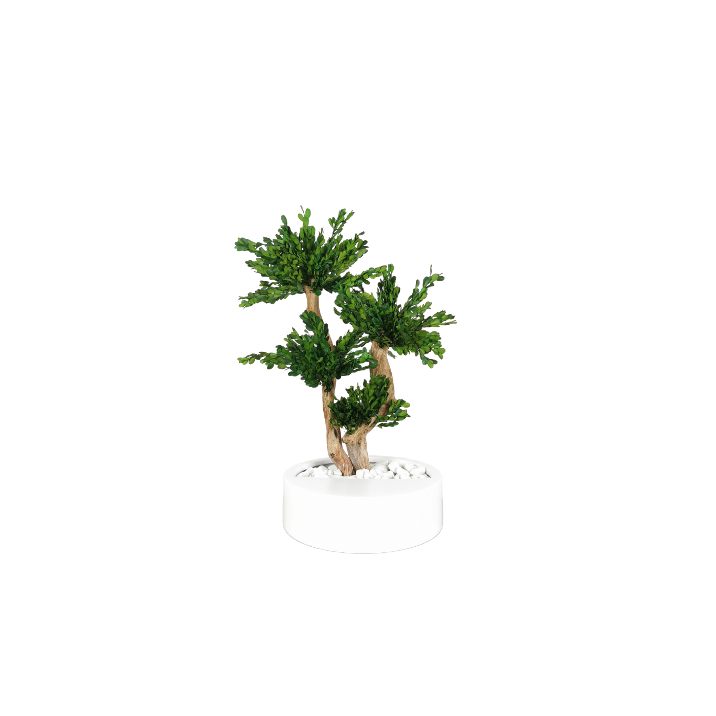 Natürlich stabilisierter Bonsai Buchsbaum