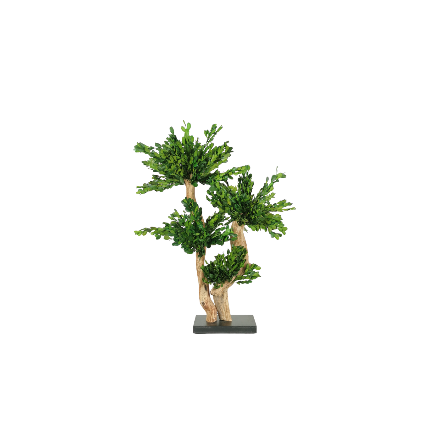 Natürlich stabilisierter Bonsai Buchsbaum