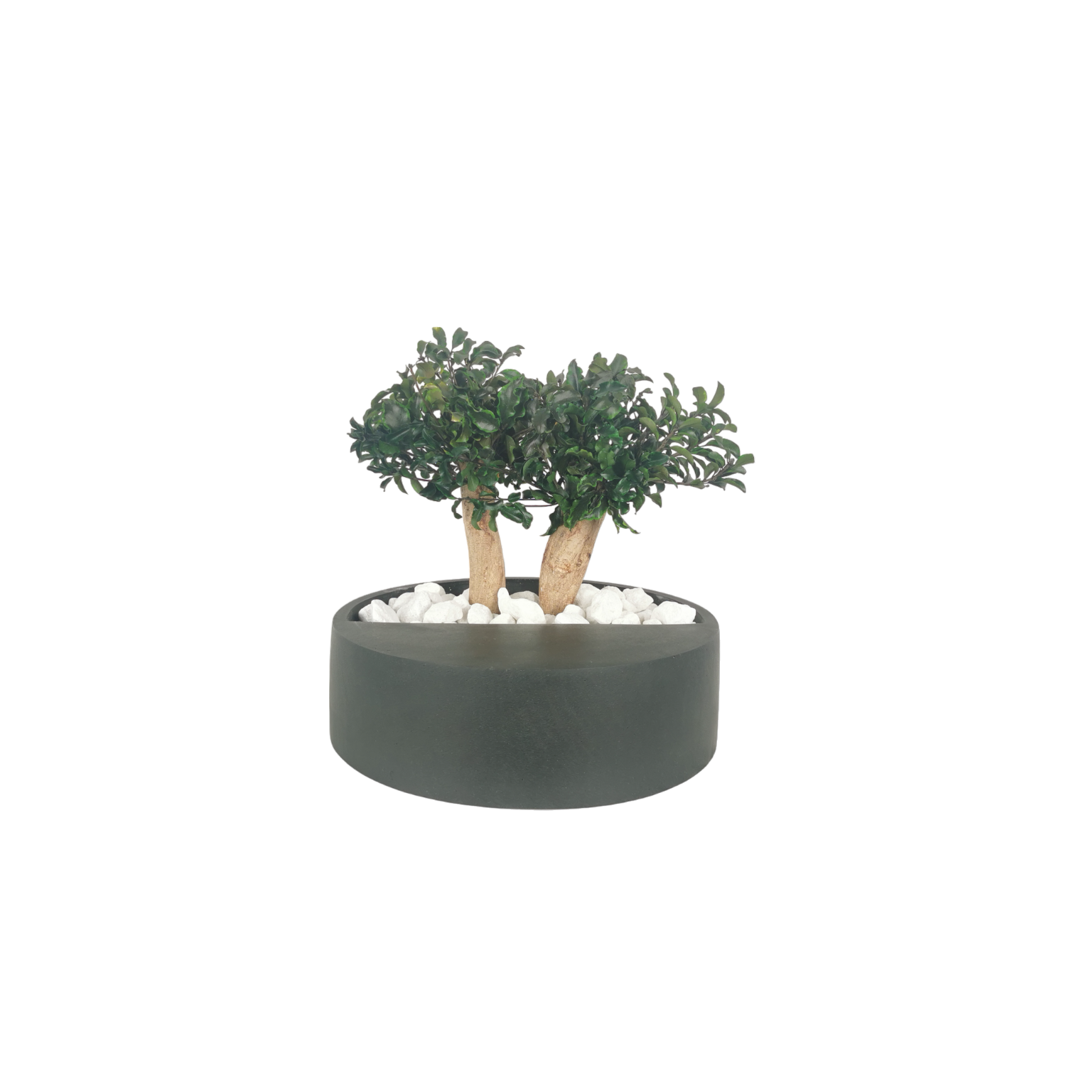 Bonsaï naturel stabilisé pittosporum