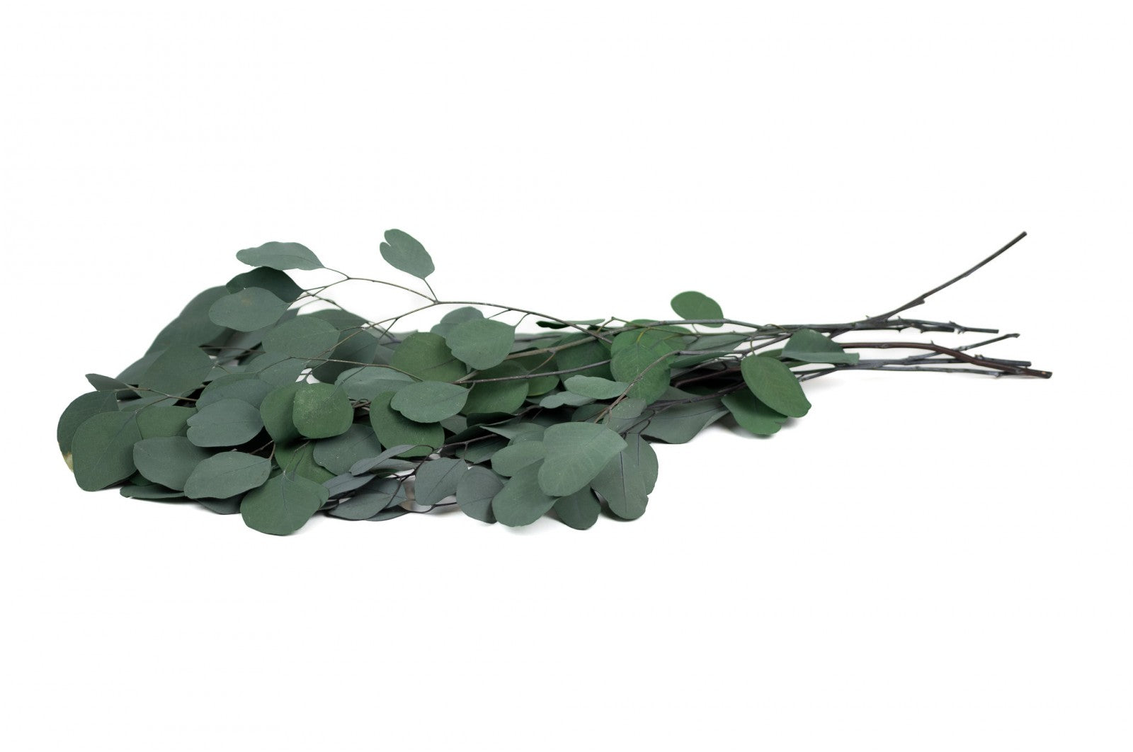Eucalyptus Populus stabilisé