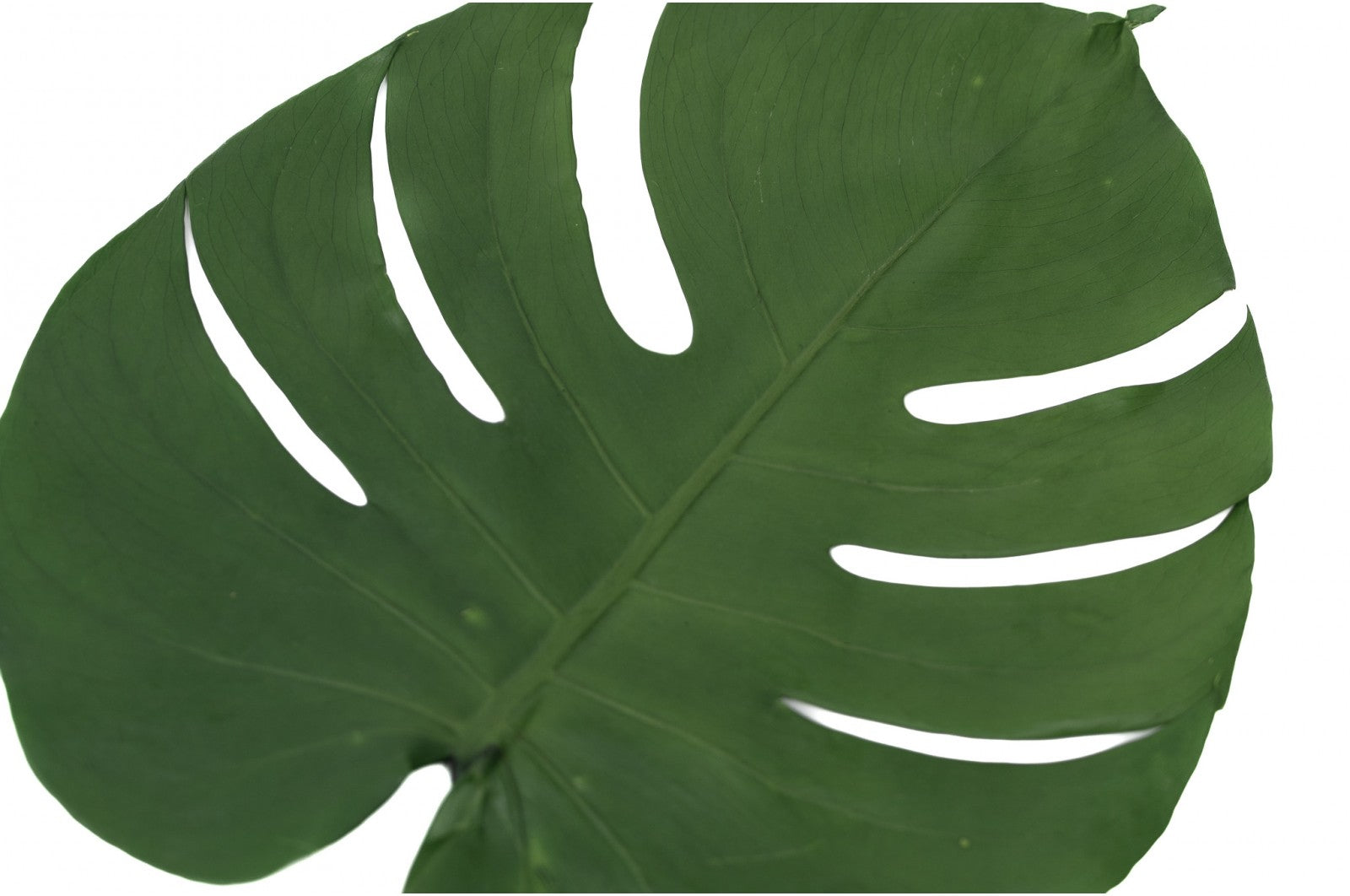 feuillage stabilisé eucalyptus décoration végétale naturelle
feuillage stabilisé fougère aménagement bureau biophilique
feuillage stabilisé barba texture végétale intérieure
feuillage stabilisé mixte tableau végétal sur mesure
feuillage stabilisé premium mur végétal entreprise luxe