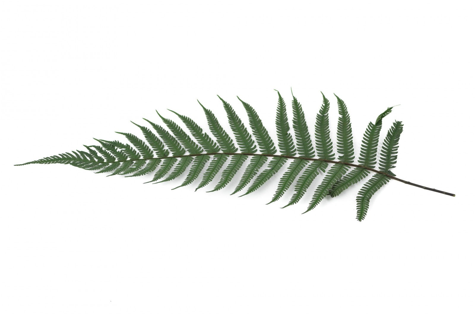 feuillage stabilisé eucalyptus décoration végétale naturelle
feuillage stabilisé fougère aménagement bureau biophilique
feuillage stabilisé barba texture végétale intérieure
feuillage stabilisé mixte tableau végétal sur mesure
feuillage stabilisé premium mur végétal entreprise luxe
fougère stabilisée