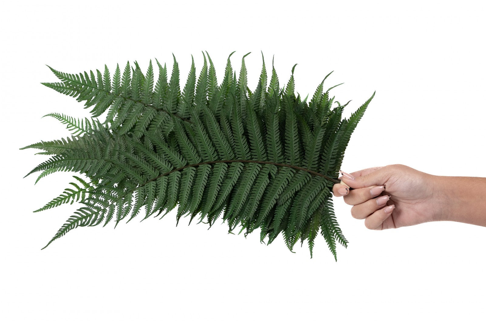 feuillage stabilisé eucalyptus décoration végétale naturelle
feuillage stabilisé fougère aménagement bureau biophilique
feuillage stabilisé barba texture végétale intérieure
feuillage stabilisé mixte tableau végétal sur mesure
feuillage stabilisé premium mur végétal entreprise luxe
fougère stabilisée