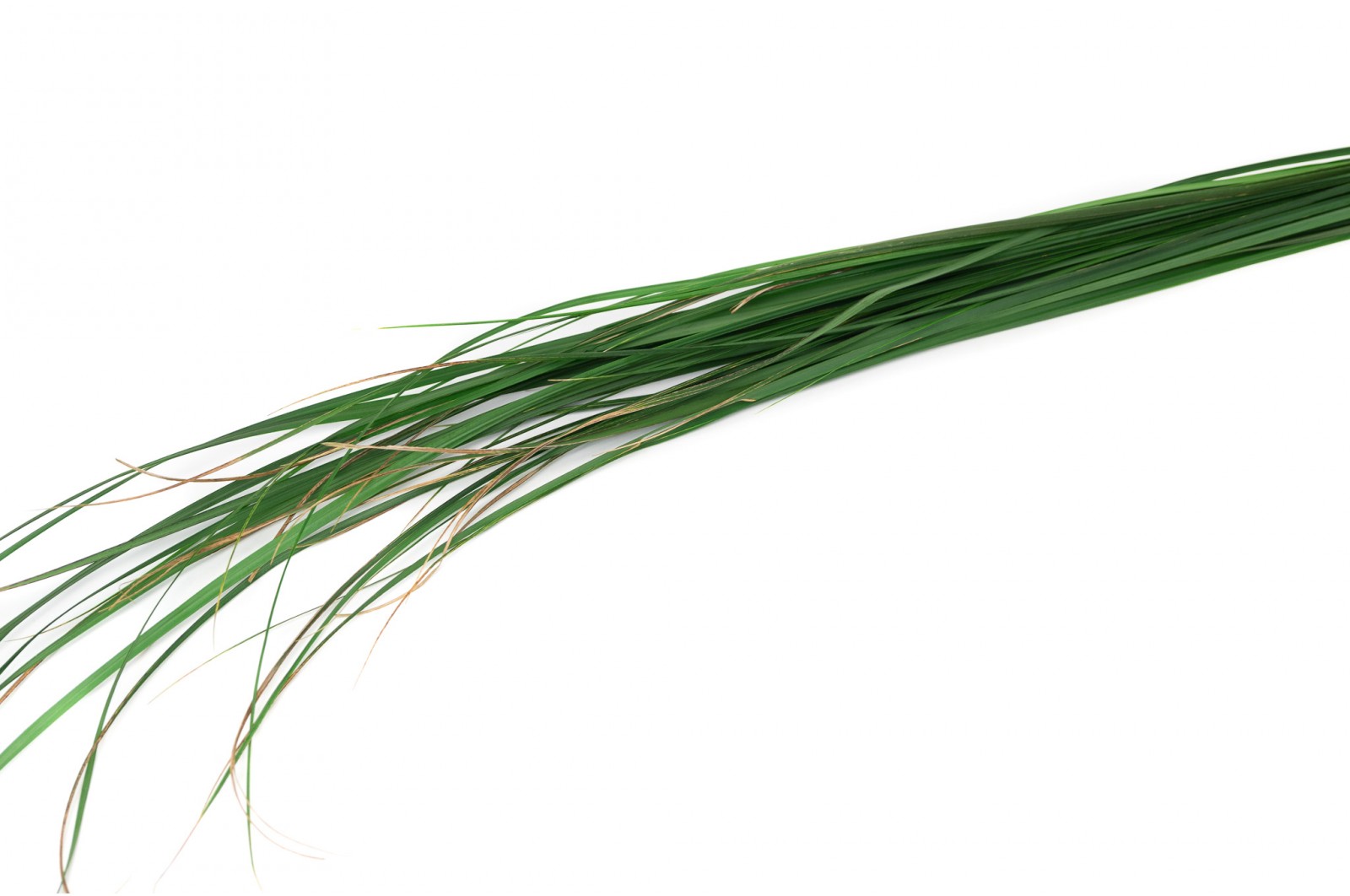 feuillage stabilisé eucalyptus décoration végétale naturelle
feuillage stabilisé fougère aménagement bureau biophilique
feuillage stabilisé barba texture végétale intérieure
feuillage stabilisé mixte tableau végétal sur mesure
feuillage stabilisé premium mur végétal entreprise luxe
olivier stabilise