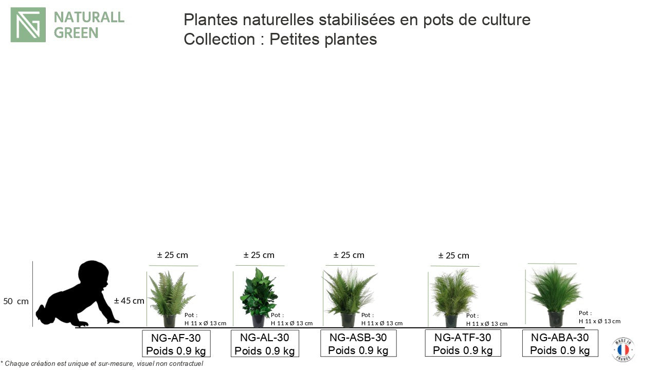 Natürlich stabilisierte Pflanze Farn 30 cm